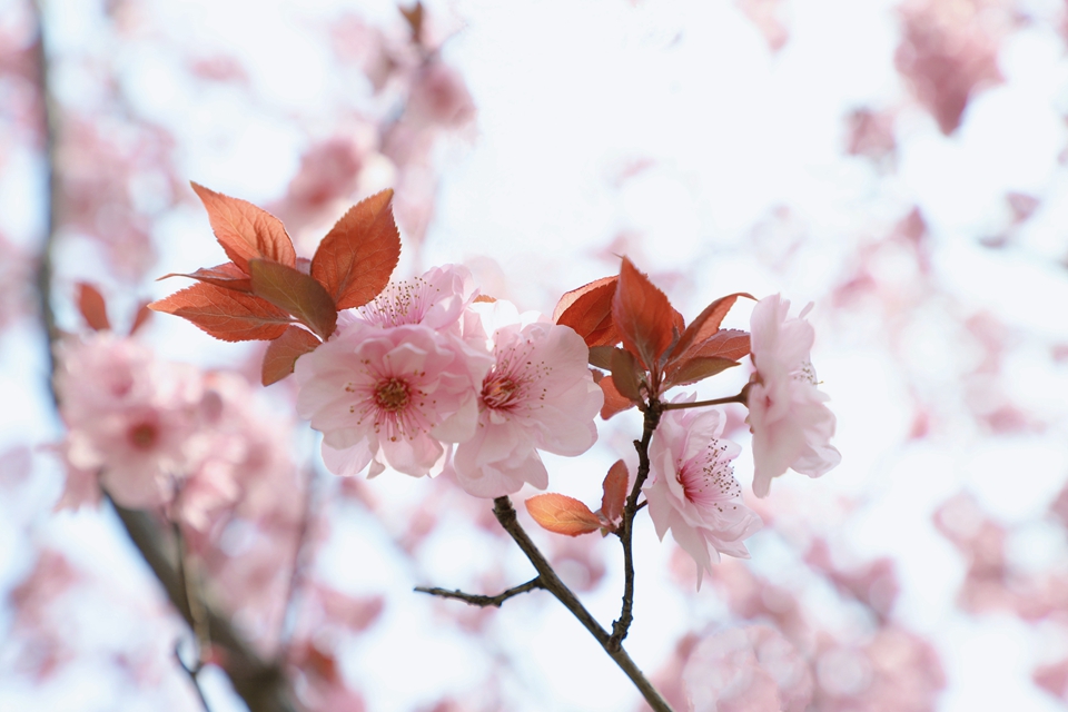 一级特黄AAA大片在线观看
