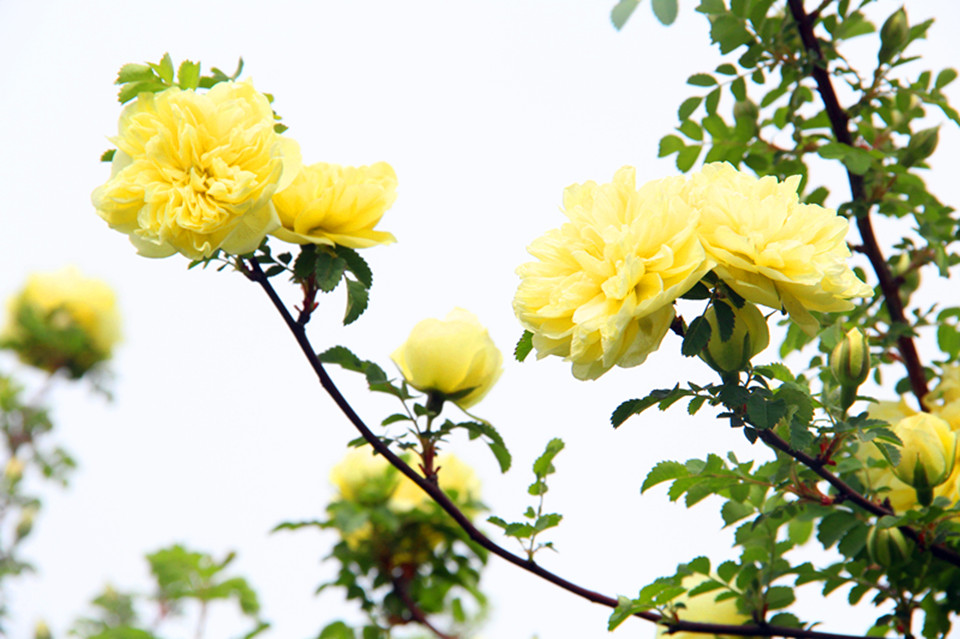 一级特黄AAA大片在线观看