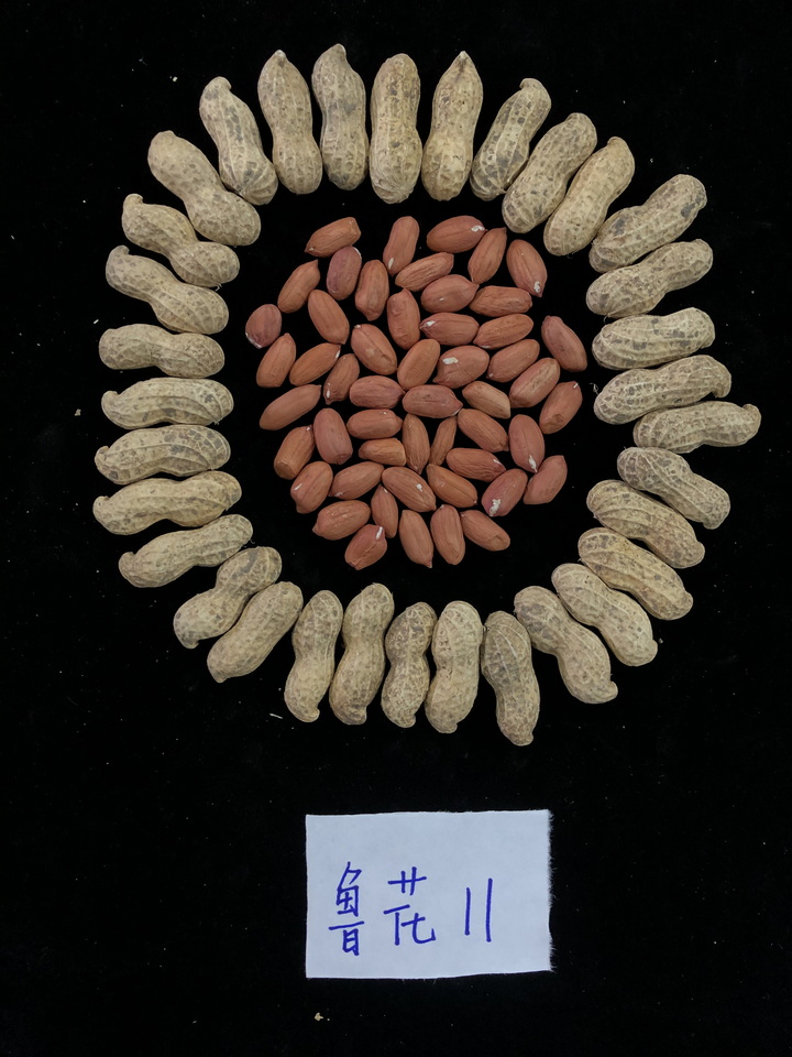 一级特黄AAA大片在线观看